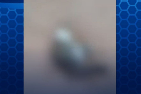 Mais de 10 animais domésticos morrem em Codó por suspeita de envenenamento A Polícia Civil do Maranhão (PC-MA) investiga os casos.
