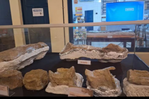 Fósseis de dinossauro achado em Davinópolis são expostos em São Luís A exposição dos fósseis do dinossauro, o maior já encontrado no estado, está disponível no Centro de Pesquisa e História Natural e Arqueologia do Maranhão.
