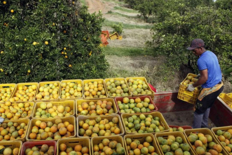 Distribuidora americana de suco de laranja contesta na Justiça tarifas de Trump ao Brasil